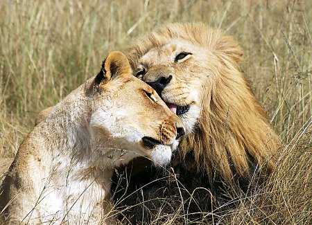 lions-grooming.jpg