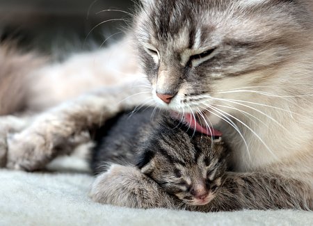 mother-cat-grooming.jpg