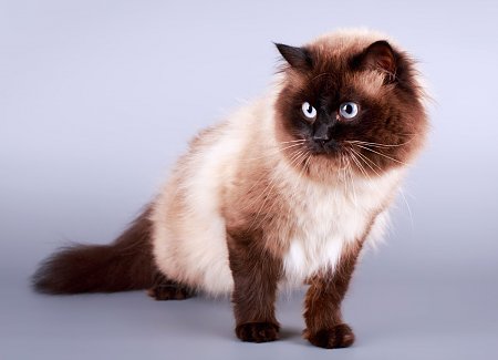 Cat Coat Colors And Patterns | TheCatSite