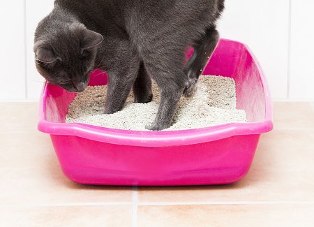 What's The Largest Cat Litter Box (and Why Your Cat Needs It)