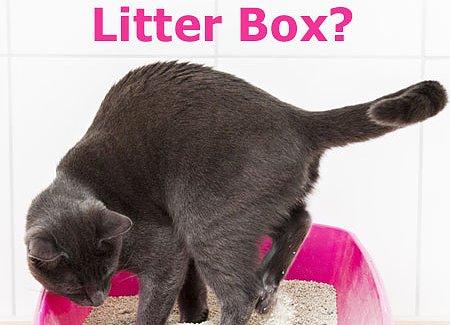 largest-litter-box.jpg