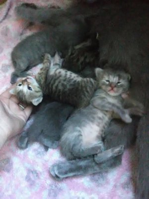 kittens6.jpg