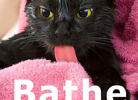 bathe-cat.jpg
