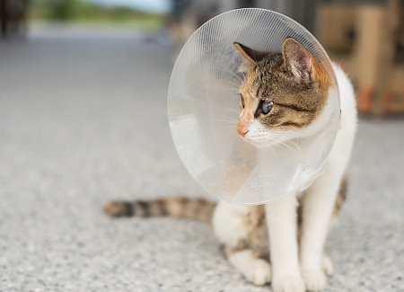 cat-with-cone.jpg
