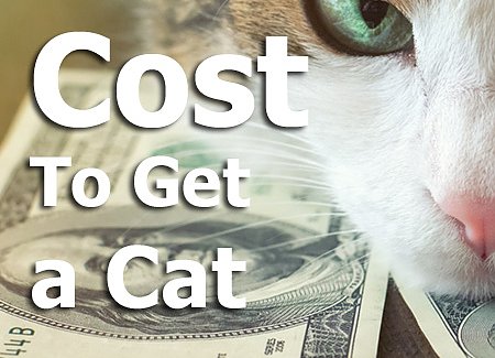 cost-spay-neuter-cat.jpg