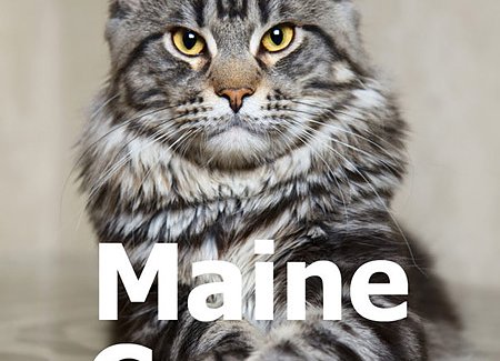maine-coon-cats.jpg