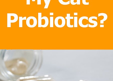 cat-probiotics.jpg