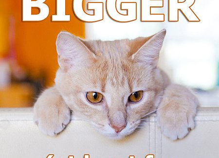 make-home-bigger-for-cats.jpg