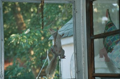 Squirrel door.JPG