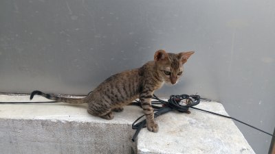 first Kitten6.jpg