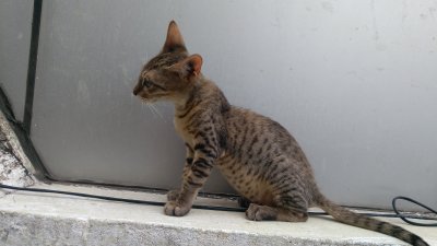first Kitten4.jpg