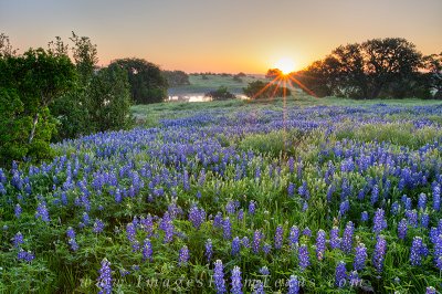 Texas-Hill-Country-Bluebonnets---Country-Road-1.jpg