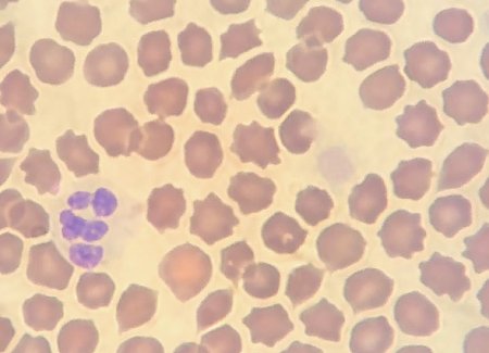 cat blood cells.jpg