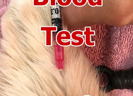cat-blood-test-results.jpg