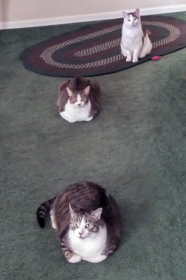 My Girls all lined up in a row.jpg