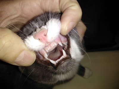 Bella Tooth Two.jpg