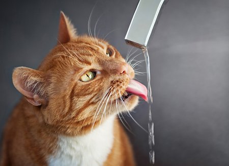 How To Choose The Best Water Fountain For Your Cat