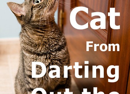 cat-darting-door.jpg