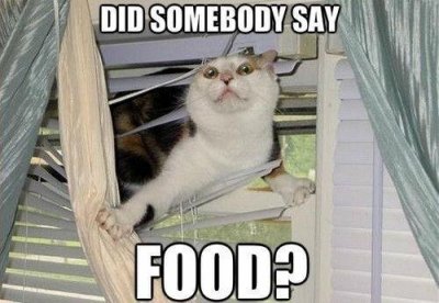 Funny_hungry_cat_always_ready_for_food_ef1c7a_4602709.jpg