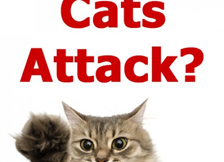 why-cats-attack.jpg