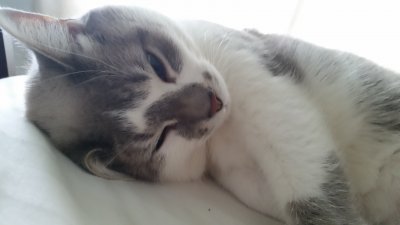 Sleeping kat.jpg