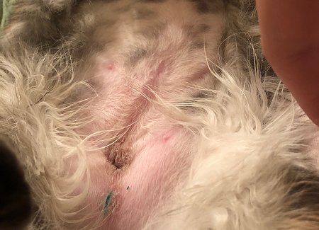 infected spay incision.jpg