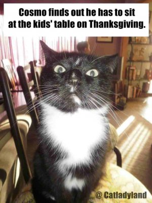 cat-Fat-Cat-Thanksgiving-Meme-thanksgiving-pictures.jpg