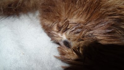 Discolored skin on Chai's rear foot 11-6-18_1.jpg