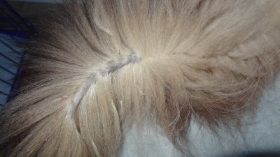 Discolored skin on Chai's tail 11-6-18_2.jpg
