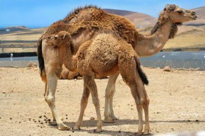 Camel-Calf-Camel-Mother-Desert.jpg.638x0_q80_crop-smart.jpg