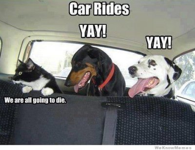 car-rides-how-animals-see-it.jpeg