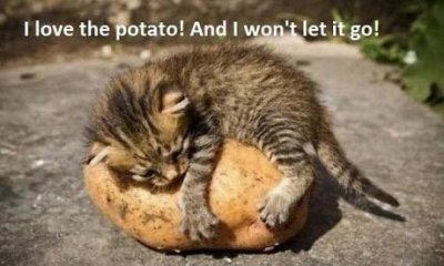 cat-hugging-potato.jpg