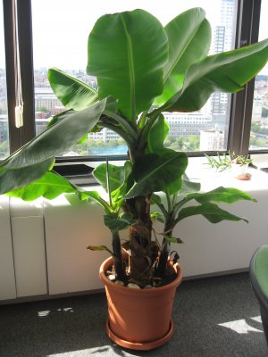 bananenboom 1.JPG