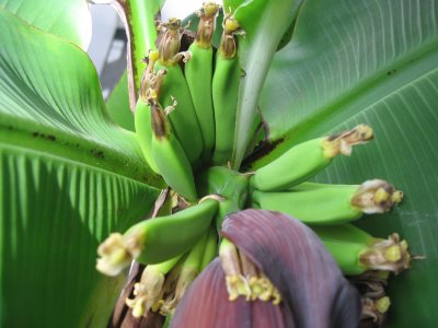 bananenboom 3.JPG