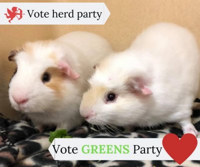 Greens Party.jpg