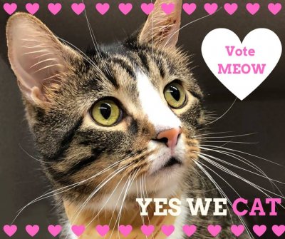 Vote Cat.jpg