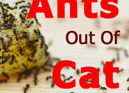ants-cat-food.jpg