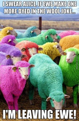 Holi Dyed sheep pun Scotland attb memecdn dot com.jpg