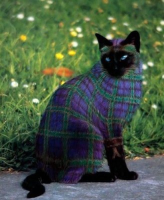 Holi Plaid cat w vegetable dyes attb Pinterest.jpg
