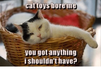 cat-toys-bore-me-you-got-anything-i-shouldnt-have-4806938.png