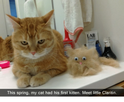 lab-this-spring-my-cat-had-his-first-kitten-meet-33902175.png