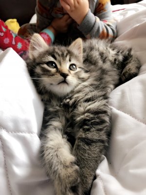 8 week old tabby kitten