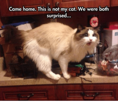 came-home-this-is-not-my-cat-we-were-both-5636851.png