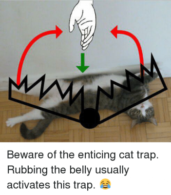 beware-of-the-enticing-cat-trap-rubbing-the-belly-usually-15366126.png