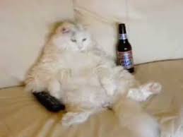 cat with remote and beer who looks like PJ.jpg