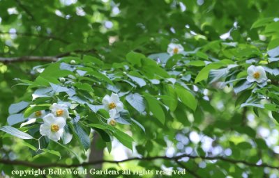 BelleWood in Bloom_2019-06_Stewartia pseudocamellia.jpg