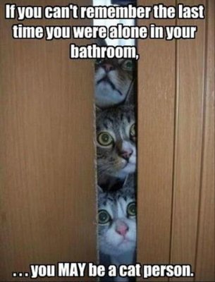 Funny-Cat-Pictures-with-Captions-41.jpg