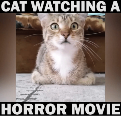 cat-watching-a-horror-movie-3326939.png