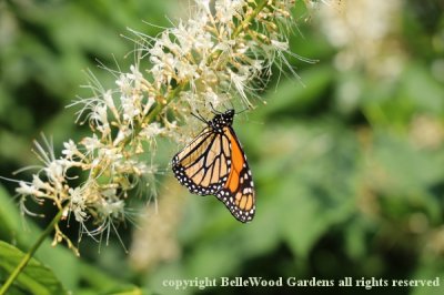 BelleWood in Bloom_2019-07_monarch butterfly on Aesculus.jpg