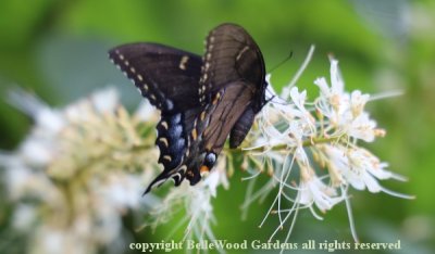 BelleWood in Bloom_2019-08_black swallowtail on Aesculus.jpg